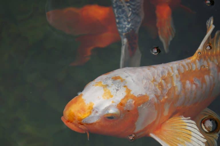 Koi pond installer