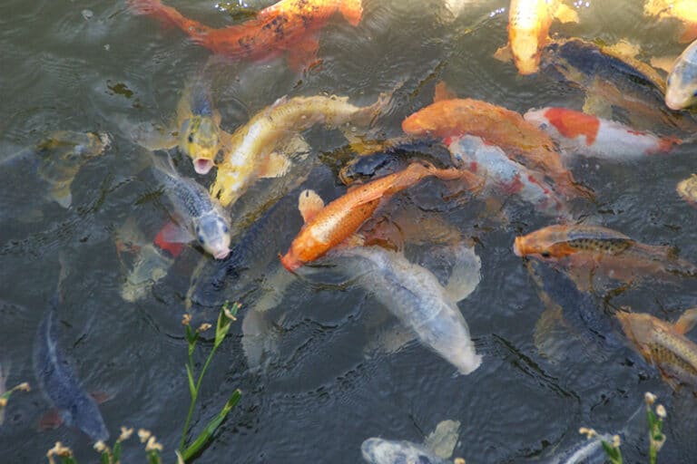 koi fish pond Denver
