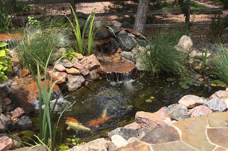 Koi pond maintenance in Denver