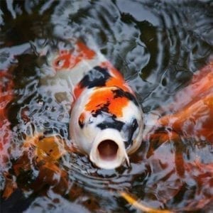 Maintain a Koi Pond in Winter Art of the Yard Denver