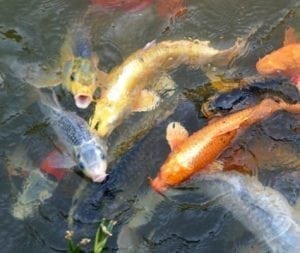 Fish for Your Backyard Pond