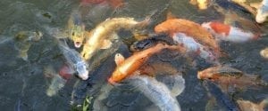 Spring koi pond care