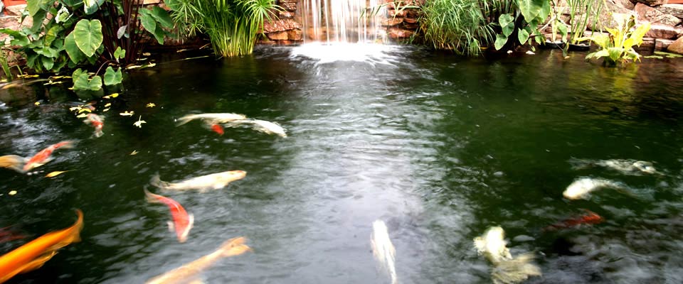pond and fish Art of the Yard Denver